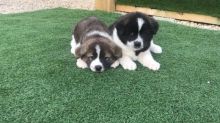 Akita Puppies Available text (437) 370-5674