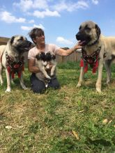 Anatolian Shepherd Puppies For Sale! text (437) 370-5674