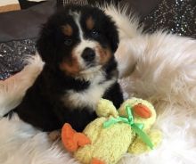 Beautiful Bernese Mountain puppy Looking For Love. text (437) 370-5674