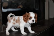 Beautiful King Charles Cavalier Puppies. text (437) 370-5674