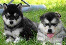 Beautiful Pure Alaskan Malamute Puppy text (437) 370-5674