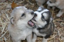 C.K.C Reg Male and Female Alaskan Malamute Puppies for Adoption