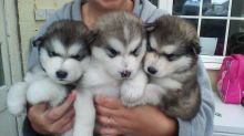 C.K.C Reg Male and Female Alaskan Malamute Puppies for Adoption