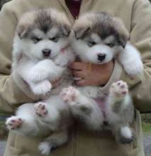 C.K.C Reg Male and Female Alaskan Malamute Puppies for Adoption