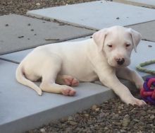 CKC registered Dogo Argentino puppies text (437) 370-5674