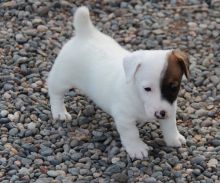 Jack Russell Puppies text (437) 370-5674