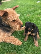 Kc Reg Airedale Terriers Ready Now text (437) 370-5674