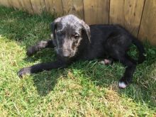 Kc Registered Deerhound Puppies text (437) 370-5674