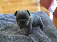 Kc Solid Blue French Bulldog Ready For A New Home text (437) 370-5674