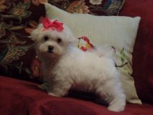 male and 1 females Maltese Puppies For Sale TEXT ONLY (317) 939 3419