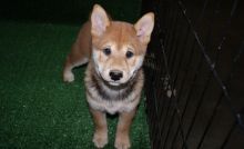 male and 1 females Shiba Inu Puppies For Sale TEXT ONLY (317) 939 3419