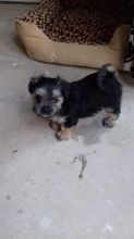 Morkie Pups For Sale text (437) 370-5674