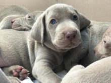 Outstanding Kc Weimaraners text (437) 370-5674