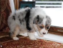 Pure Bred CKc Reg Australian Shepherd Puppies for Adoption ***