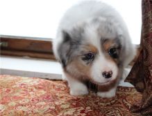 Pure Bred CKc Reg Australian Shepherd Puppies for Adoption ***