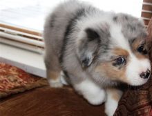 Pure Bred CKc Reg Australian Shepherd Puppies for Adoption ***