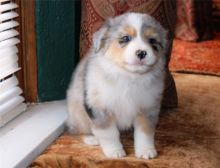 Pure Bred CKc Reg Australian Shepherd Puppies for Adoption ***