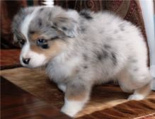 Pure Bred CKc Reg Australian Shepherd Puppies for Adoption ***