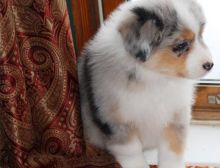 Pure Bred CKc Reg Australian Shepherd Puppies for Adoption ***