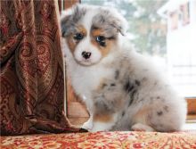 Pure Bred CKc Reg Australian Shepherd Puppies for Adoption ***