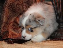 Pure Bred CKc Reg Australian Shepherd Puppies for Adoption ***