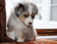 Pure Bred CKc Reg Australian Shepherd Puppies for Adoption ***