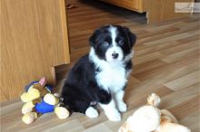 Pure Bred CKc Reg Australian Shepherd Puppies for Adoption ***