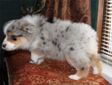 Pure Bred CKc Reg Australian Shepherd Puppies for Adoption ***