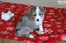 Pure Bred CKc Reg Australian Shepherd Puppies for Adoption ***