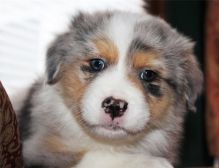 Pure Bred CKc Reg Australian Shepherd Puppies for Adoption ***