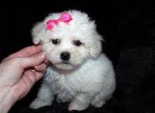 Ready Now Bichon Frise Puppys text (437) 370-5674