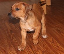Rhodesian Ridgeback Puppies text (437) 370-5674