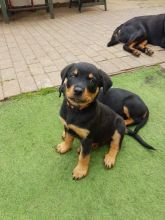Rottweiler Pup Kc Regesterd Fully Vaccinated text (437) 370-5674