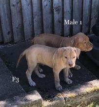 Stunning American Bully Puppies Male And Females text (437) 370-5674