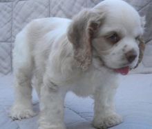 Stunning American er Spaniel Puppies For Sale. text (437) 370-5674