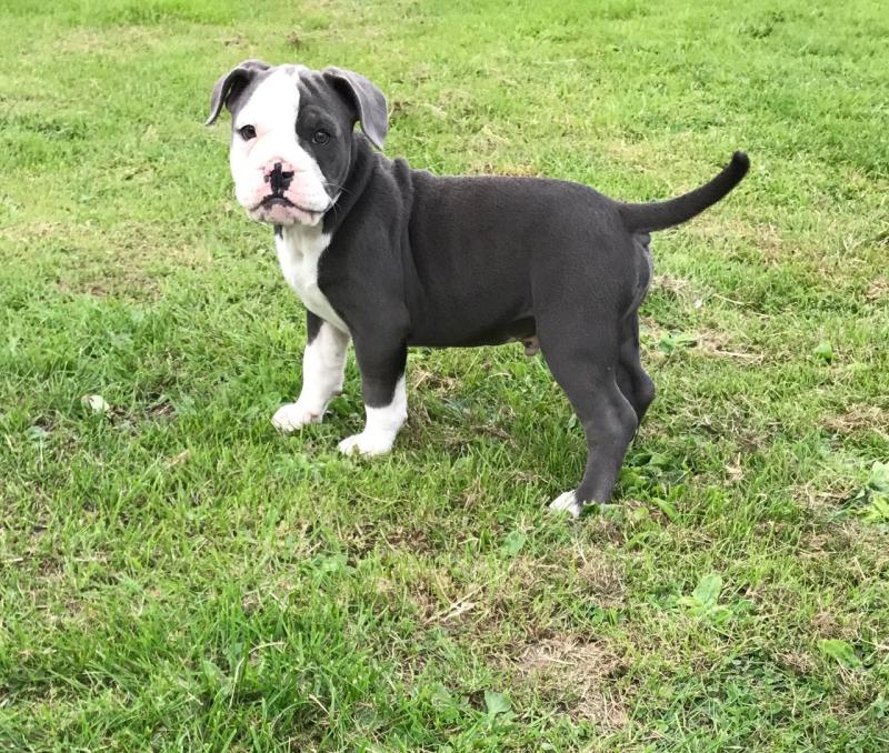 Alapaha Blueblood Bulldog Ready Now text (437) 370-5674 Image eClassifieds4u