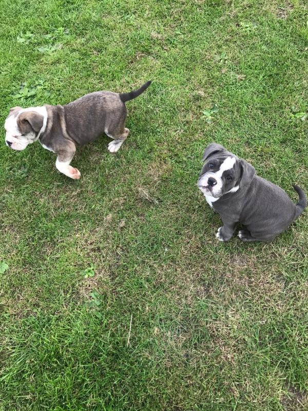 Alapaha Blueblood Bulldog Ready Now text (437) 370-5674 Image eClassifieds4u