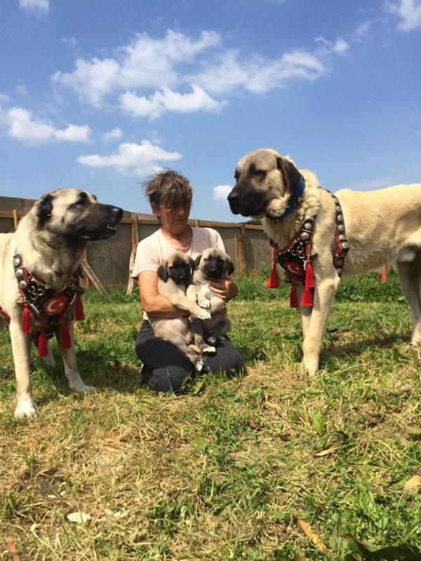 Anatolian Shepherd Puppies For Sale! text (437) 370-5674 Image eClassifieds4u