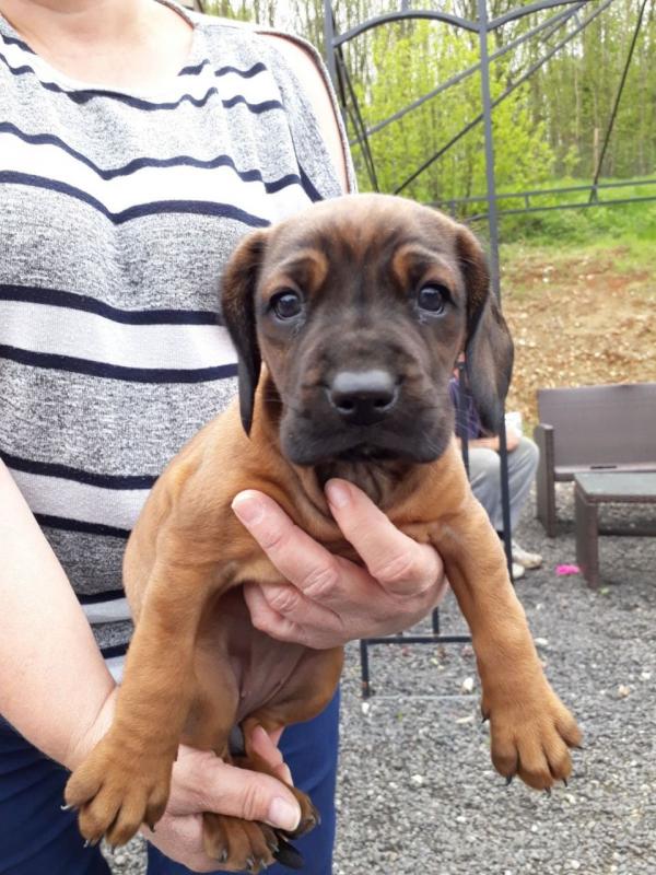 Bavarian Mountain Hound Puppies For Sale text (437) 370-5674 Image eClassifieds4u