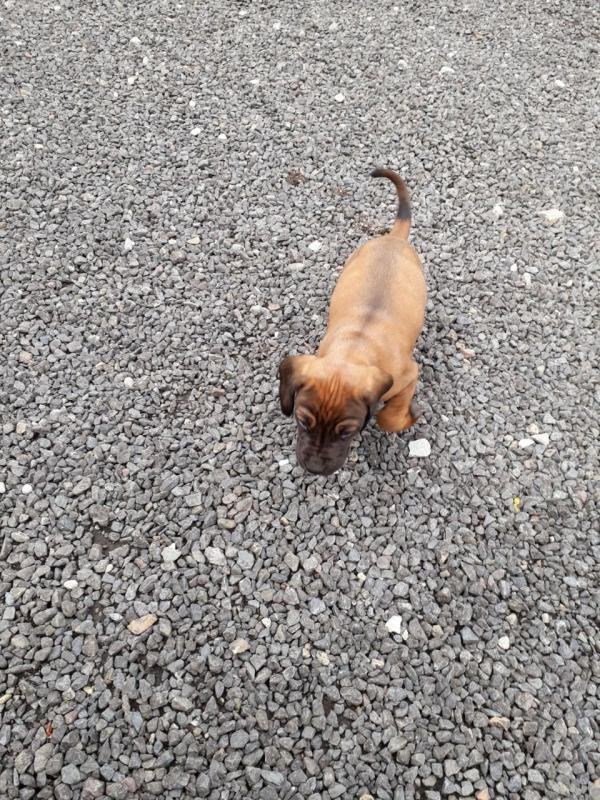 Bavarian Mountain Hound Puppies For Sale text (437) 370-5674 Image eClassifieds4u