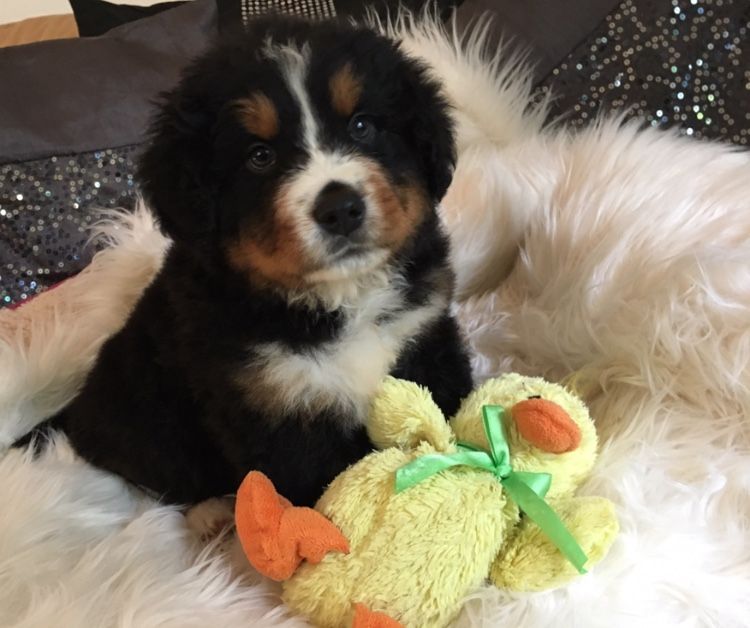 Beautiful Bernese Mountain puppy Looking For Love. text (437) 370-5674 Image eClassifieds4u