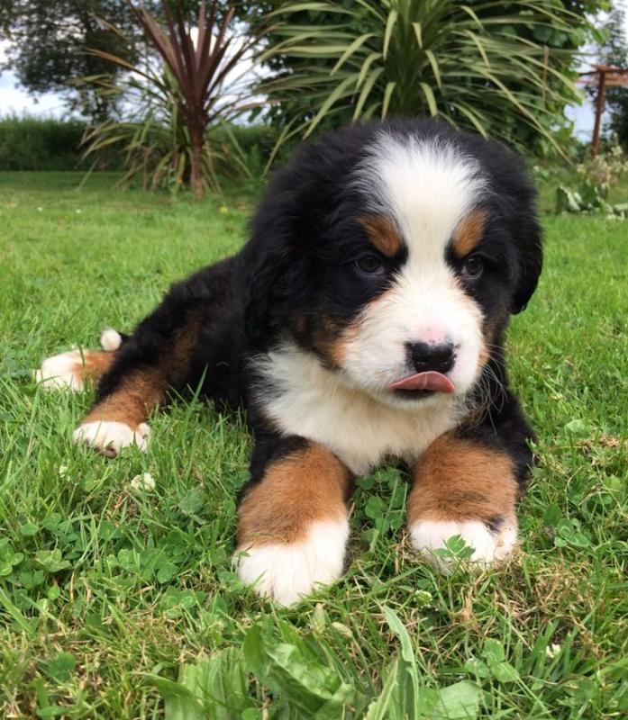 Beautiful Bernese Mountain puppy Looking For Love. text (437) 370-5674 Image eClassifieds4u