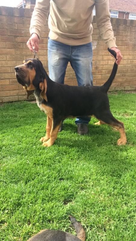 Beautiful Bloodhound Pups For Sale text (437) 370-5674 Image eClassifieds4u