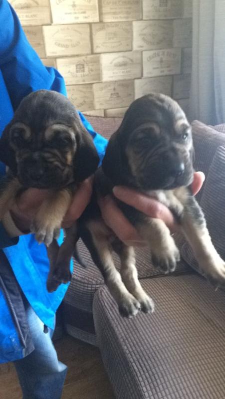Beautiful Bloodhound Pups For Sale text (437) 370-5674 Image eClassifieds4u