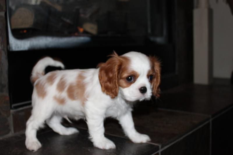 Beautiful King Charles Cavalier Puppies. text (437) 370-5674 Image eClassifieds4u