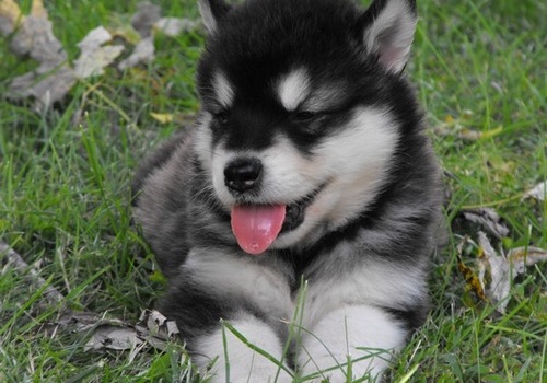 Beautiful Pure Alaskan Malamute Puppy text (437) 370-5674 Image eClassifieds4u