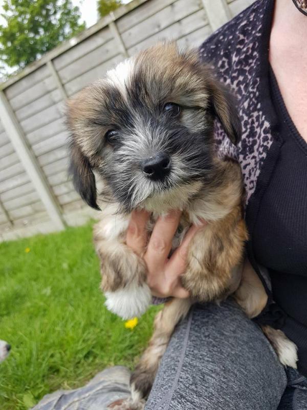 Chinese Crested Cheeky Pup Needs A Loving Home text (437) 370-5674 Image eClassifieds4u