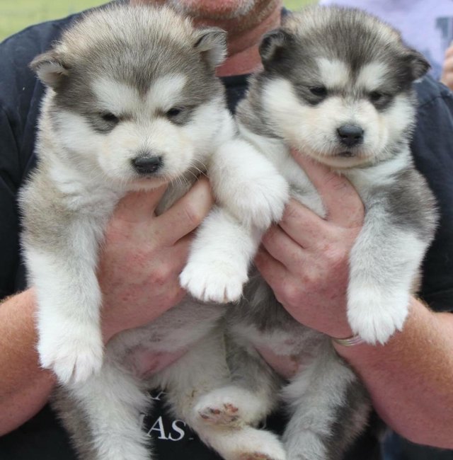 C.K.C Reg Male and Female Alaskan Malamute Puppies for Adoption Image eClassifieds4u