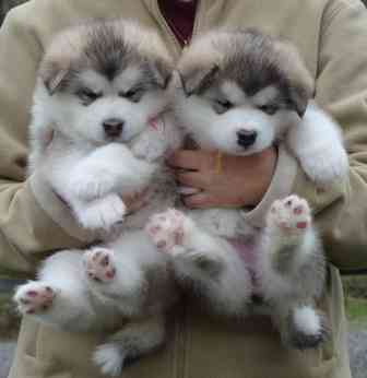 C.K.C Reg Male and Female Alaskan Malamute Puppies for Adoption Image eClassifieds4u