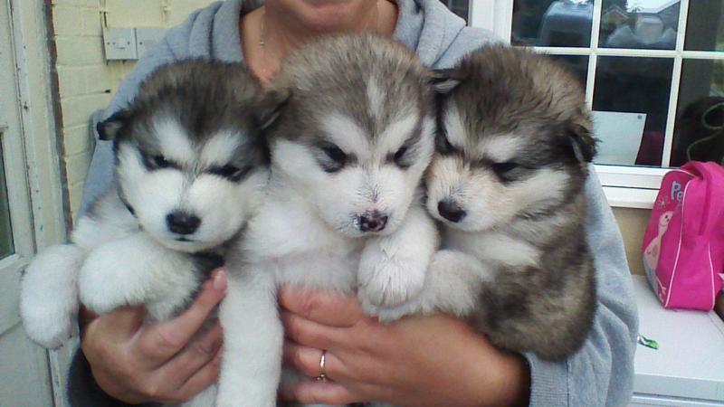 C.K.C Reg Male and Female Alaskan Malamute Puppies for Adoption Image eClassifieds4u